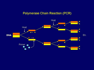 Figure 1. The Polymerase Chain Reation (PCR)