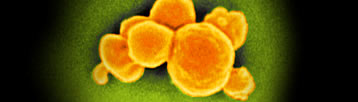 Staphylococcus aureus