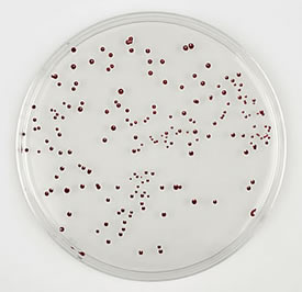 Brilliance CampyCount AGAR plate