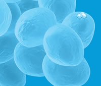 Brilliance MRSA Agar