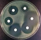 antibiotic discs